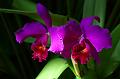 Orchideen2